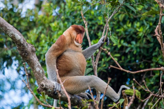 The proboscis monkey is sitting on a tree in the jungle.